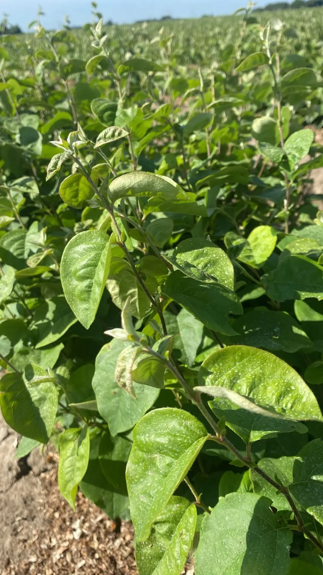 Pear rootstocks — close-up (Kwee Adams)