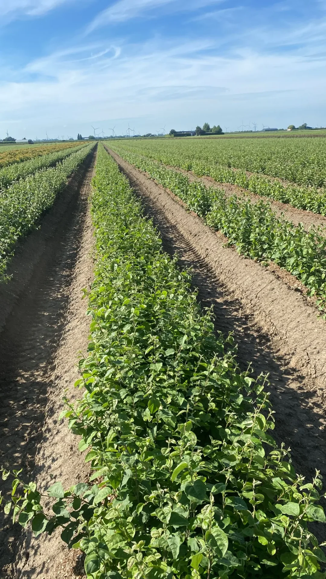 Pear rootstocks — moerbed (Kwee Adams)
