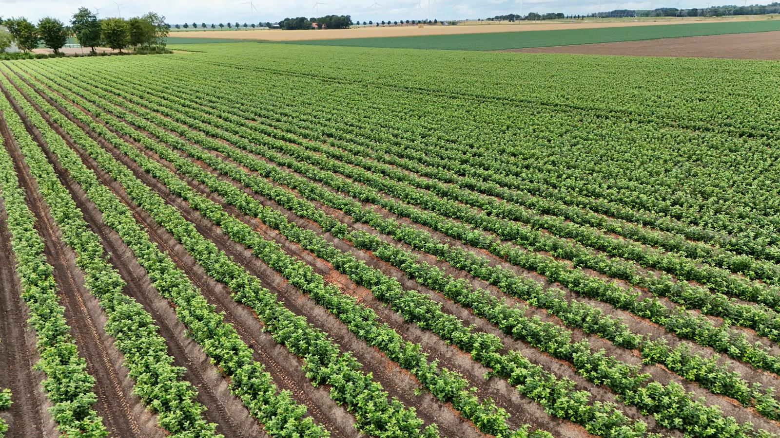 Fields with rootstocks in Swifterbant