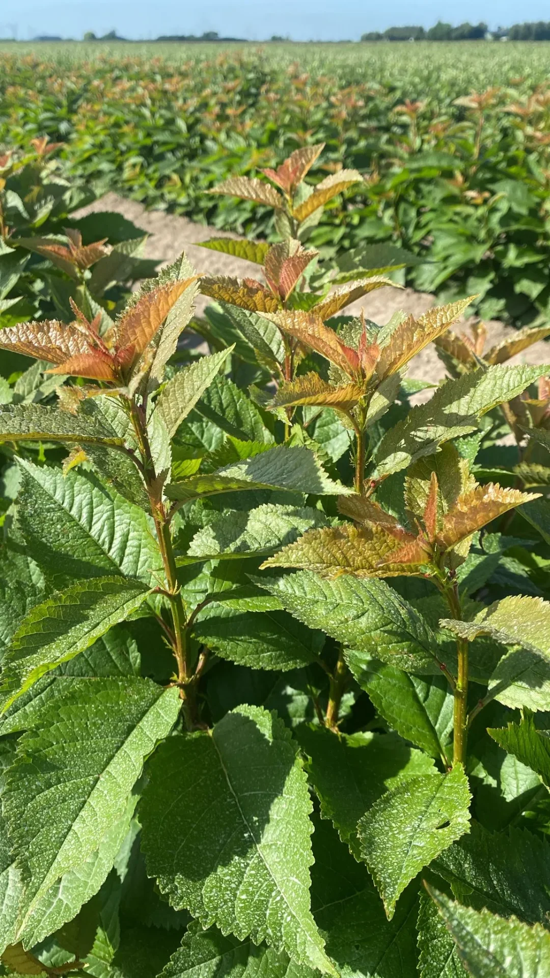 Cherry & plum rootstocks — close-up (Prunus Colt)
