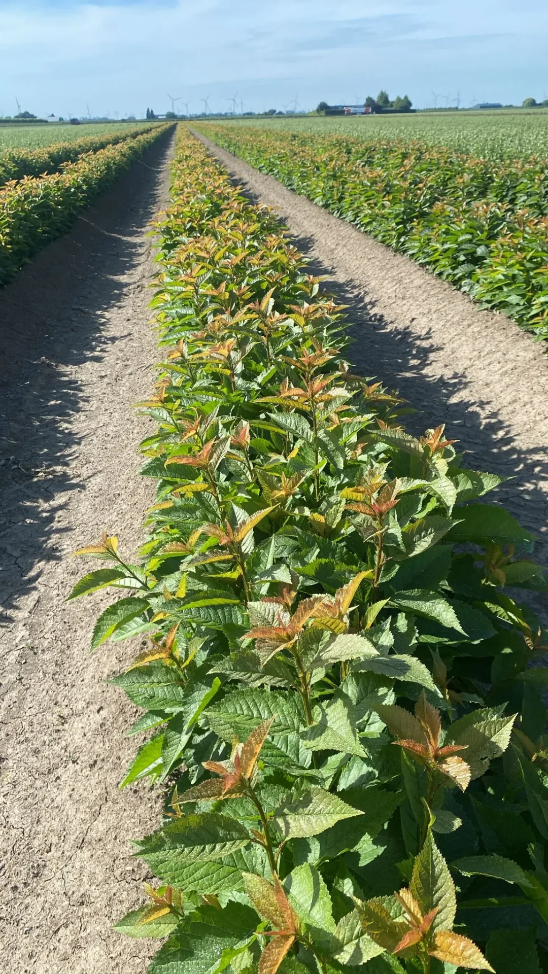 Cherry & plum rootstocks — moerbed (Prunus Colt)