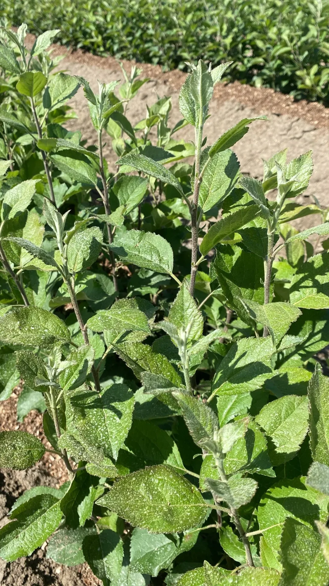 Apple rootstocks — close-up (M111)