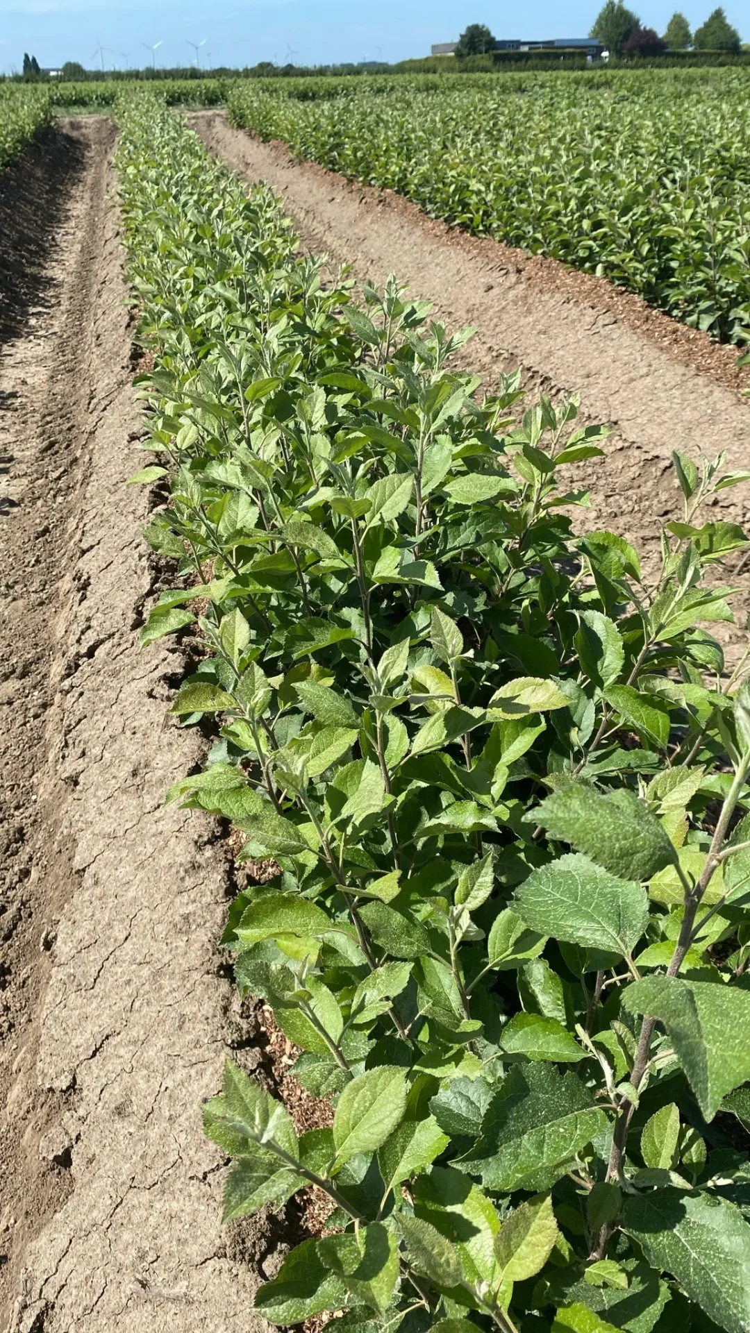 Apple rootstocks — moerbed (M111)