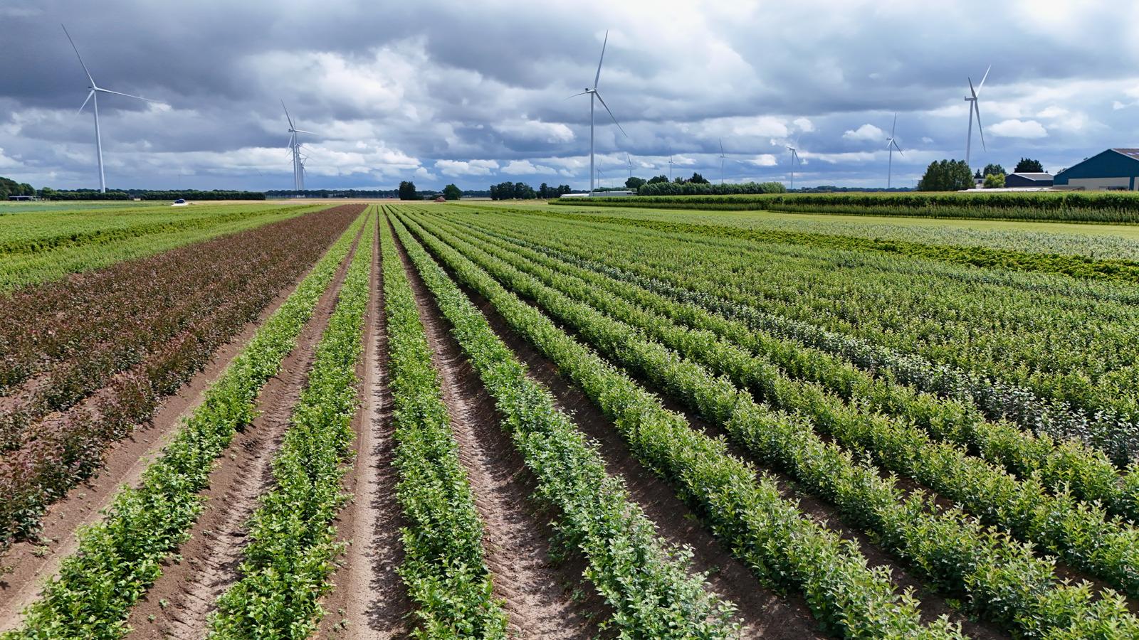 Organic rootstocks in the field