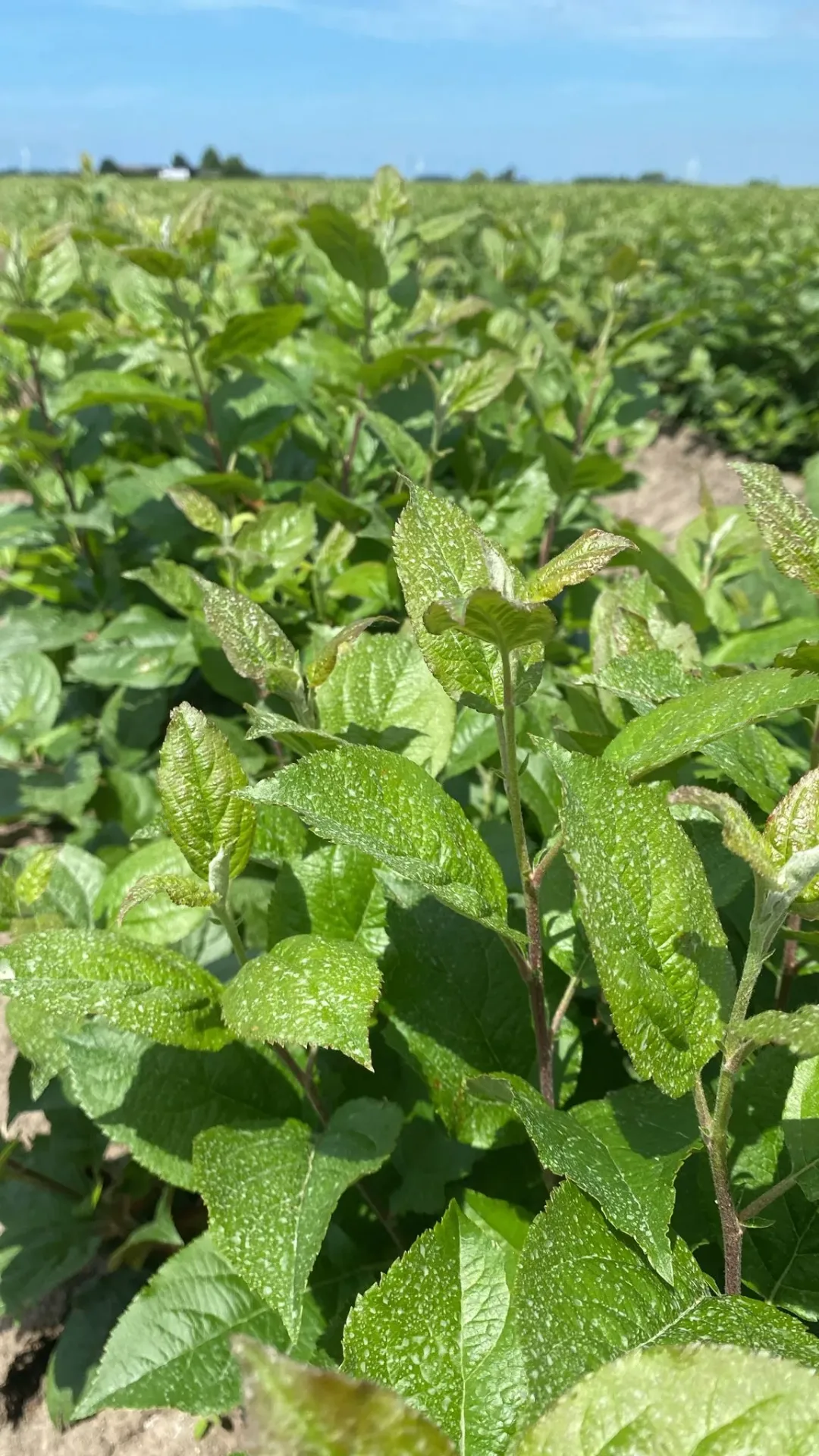 M9 T337 — Close-up