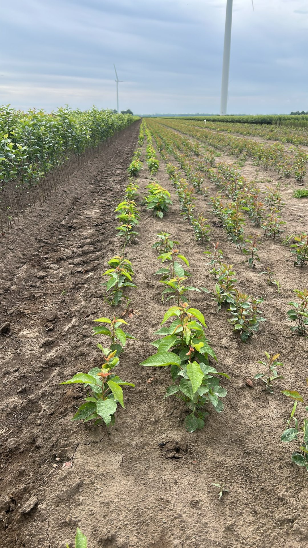 Prunus Avium Seedling